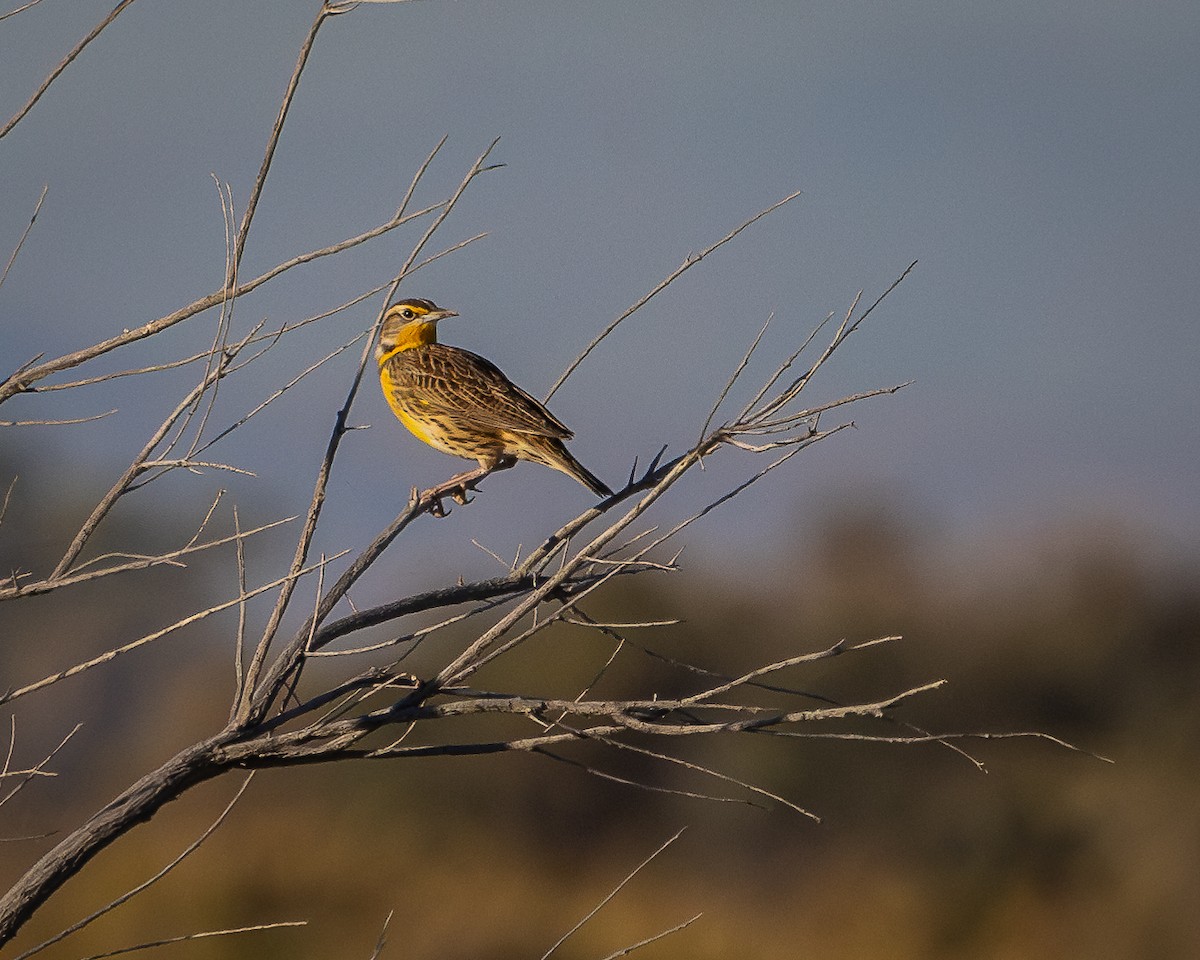 Western Meadowlark - ML624106401