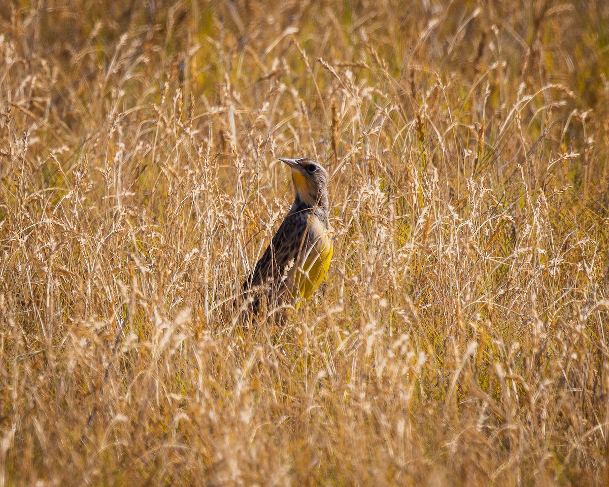 Western Meadowlark - ML624106403