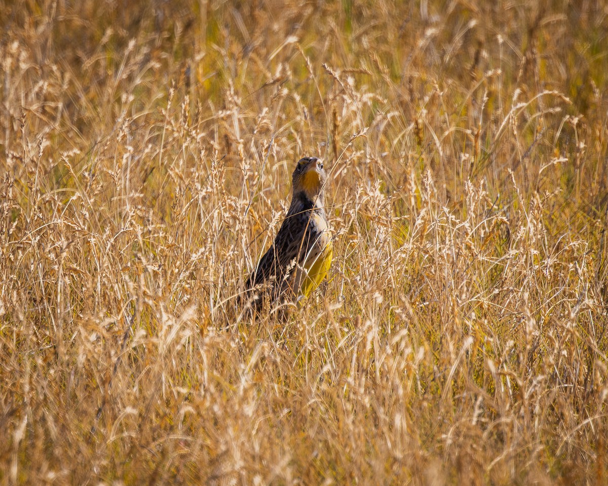 Western Meadowlark - ML624106404