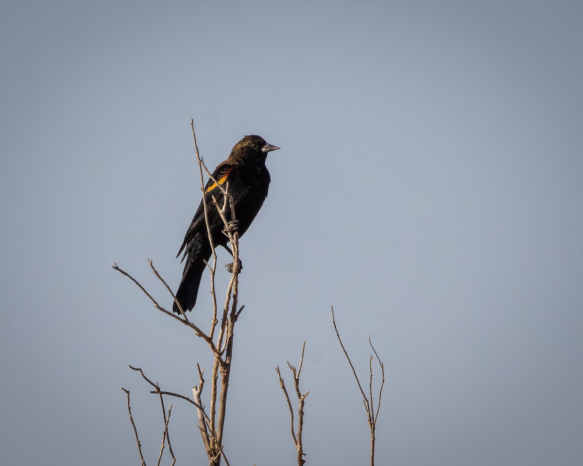 Red-winged Blackbird - ML624106414