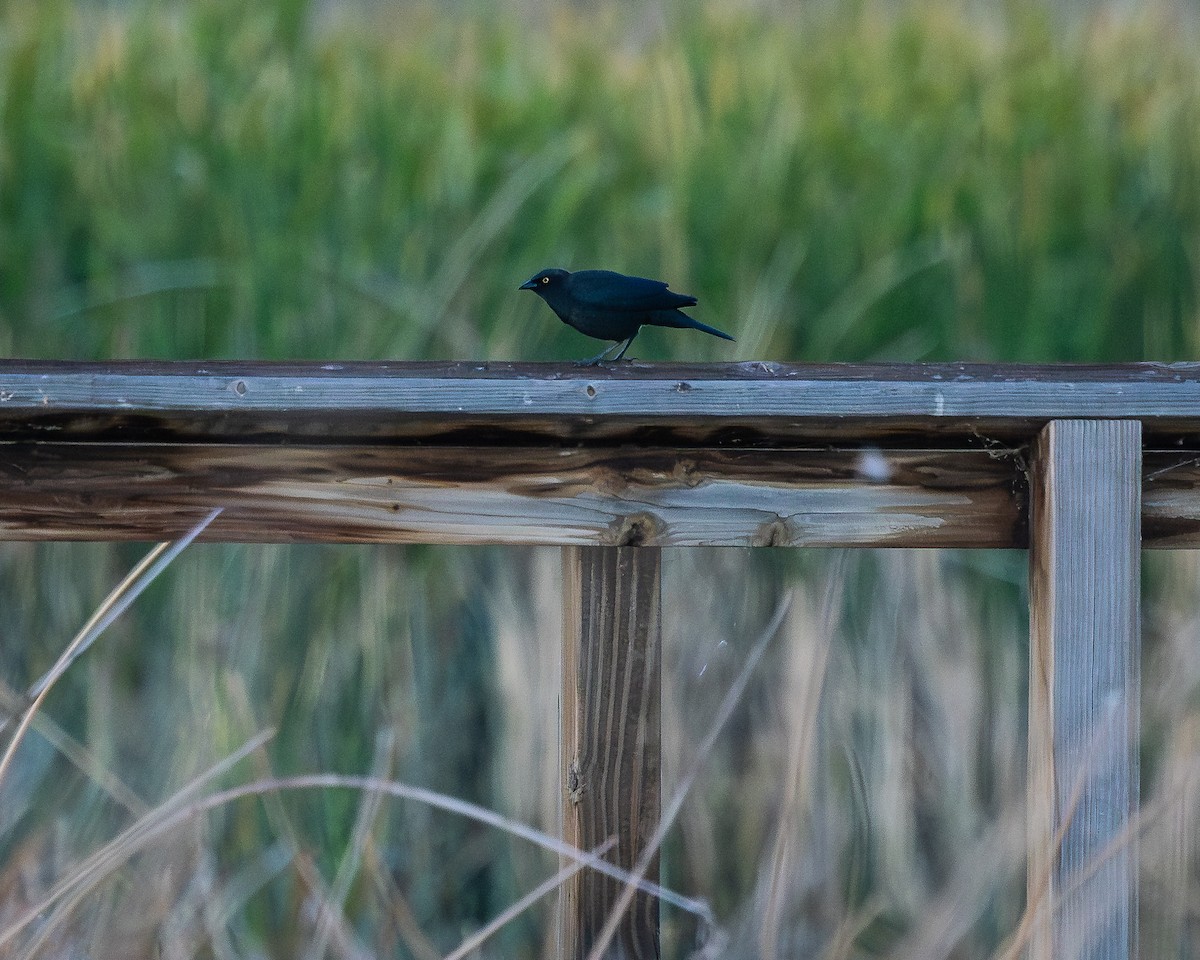 Brewer's Blackbird - ML624106432