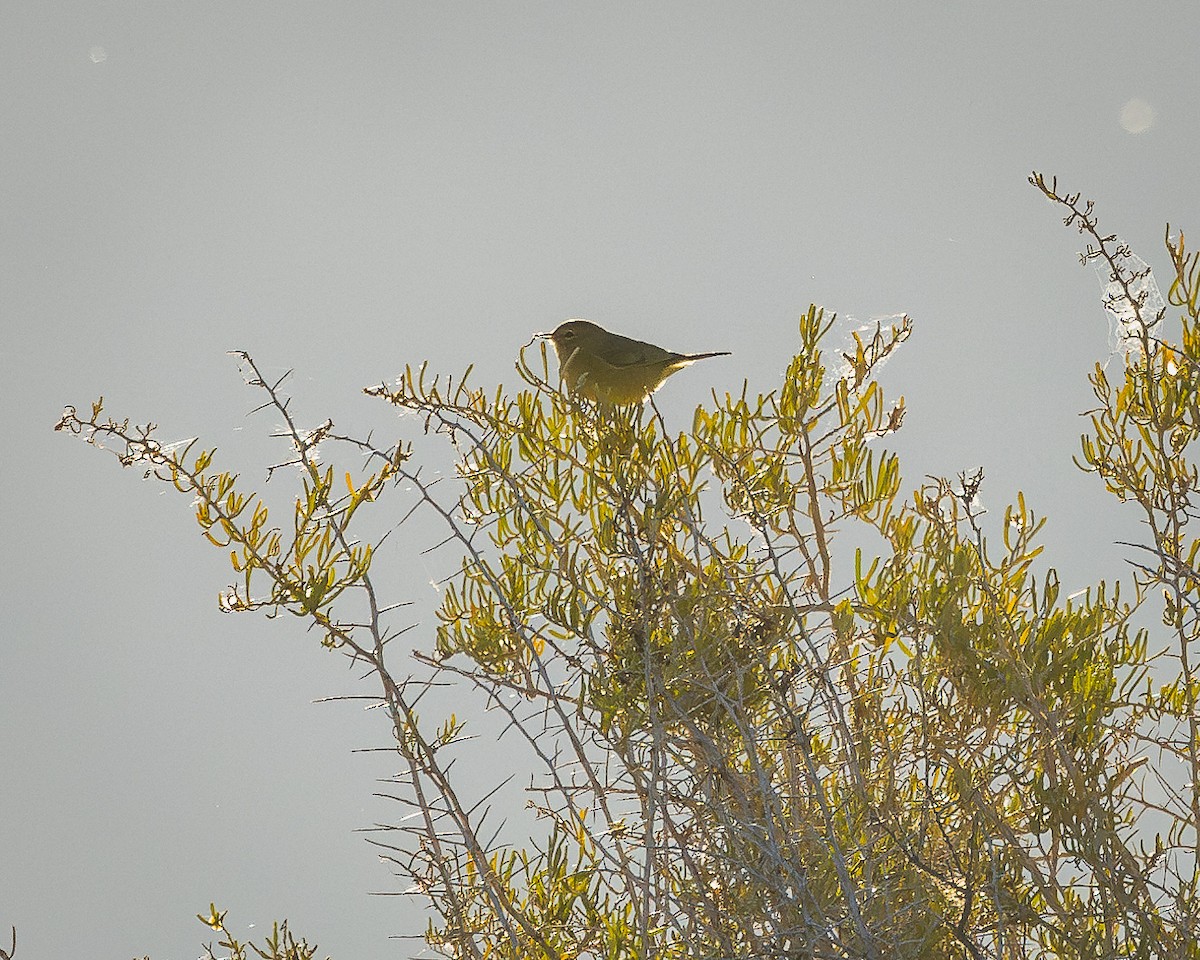 Orange-crowned Warbler - ML624106436