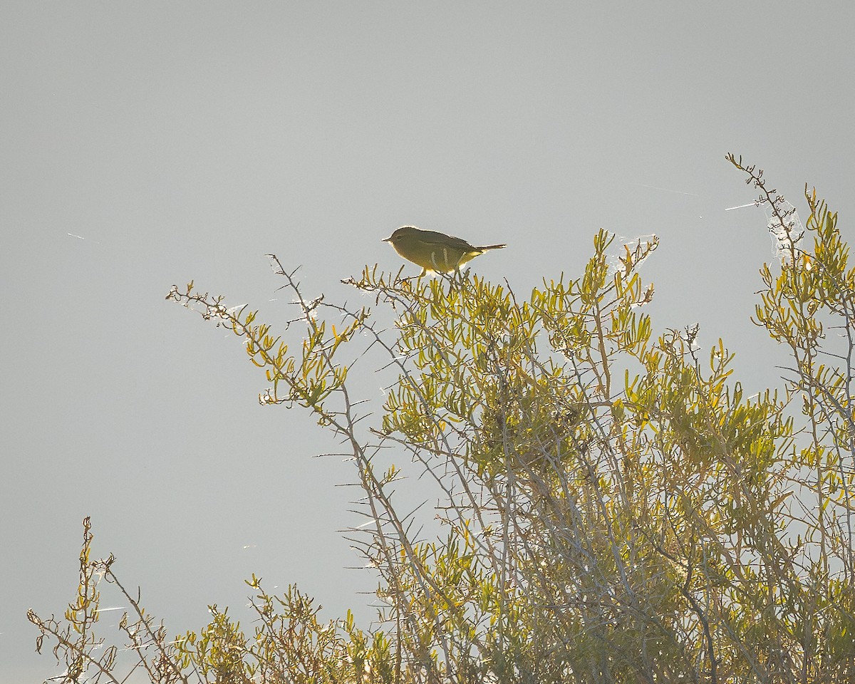 Orange-crowned Warbler - ML624106437