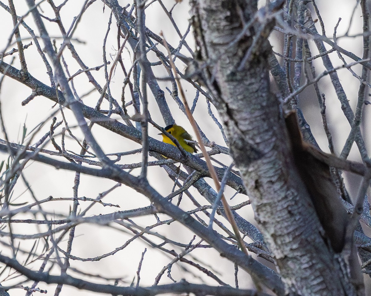 Wilson's Warbler - ML624106440