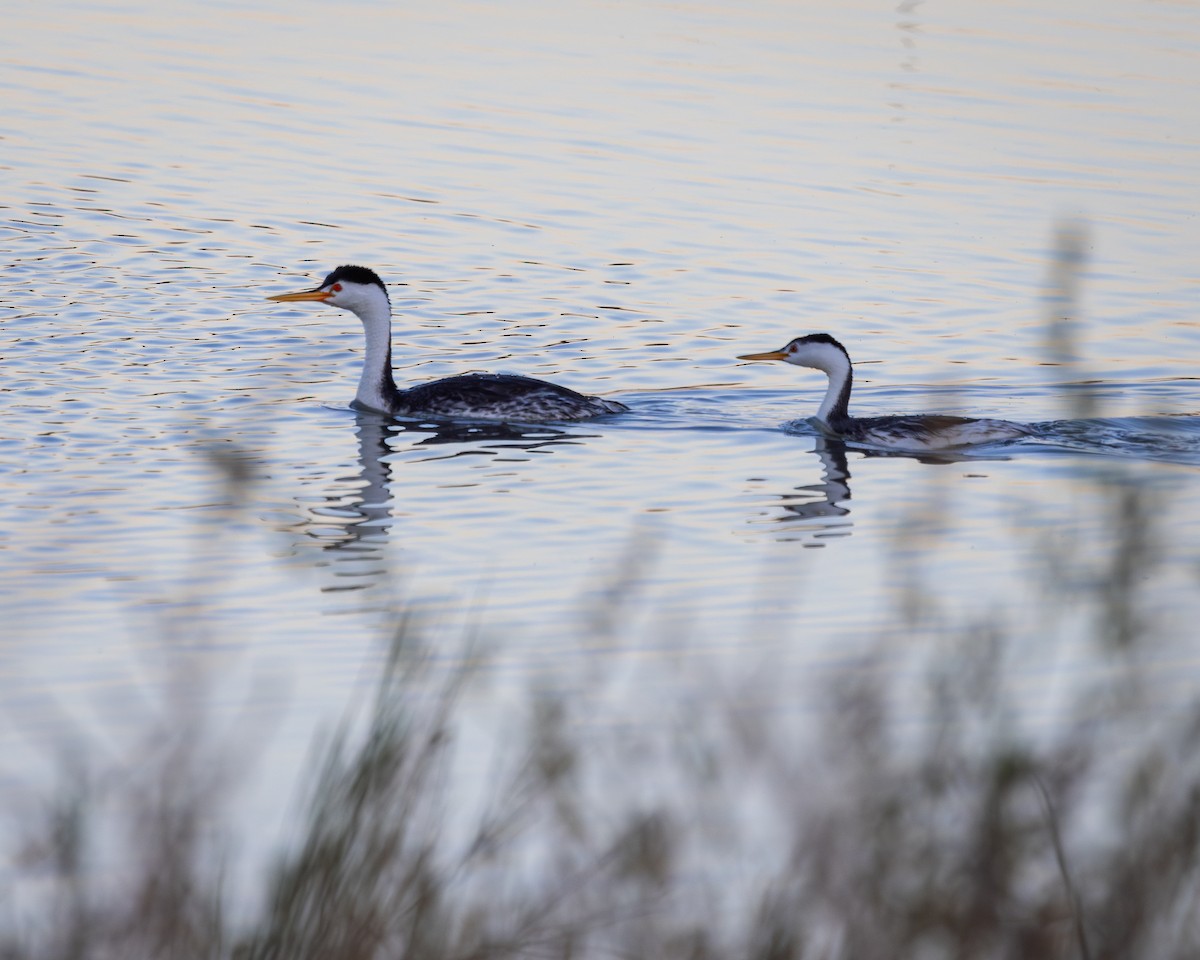 Clark's Grebe - ML624106447