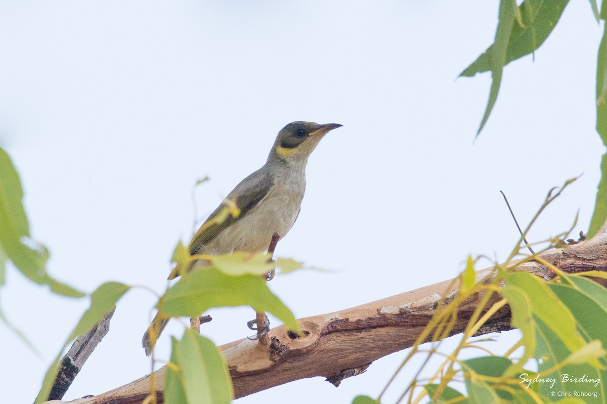 Gray-headed Honeyeater - ML624106476