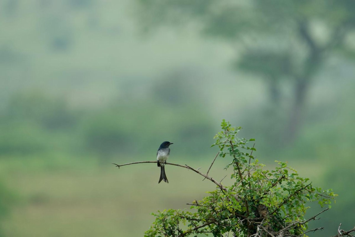 White-bellied Drongo - ML624106478