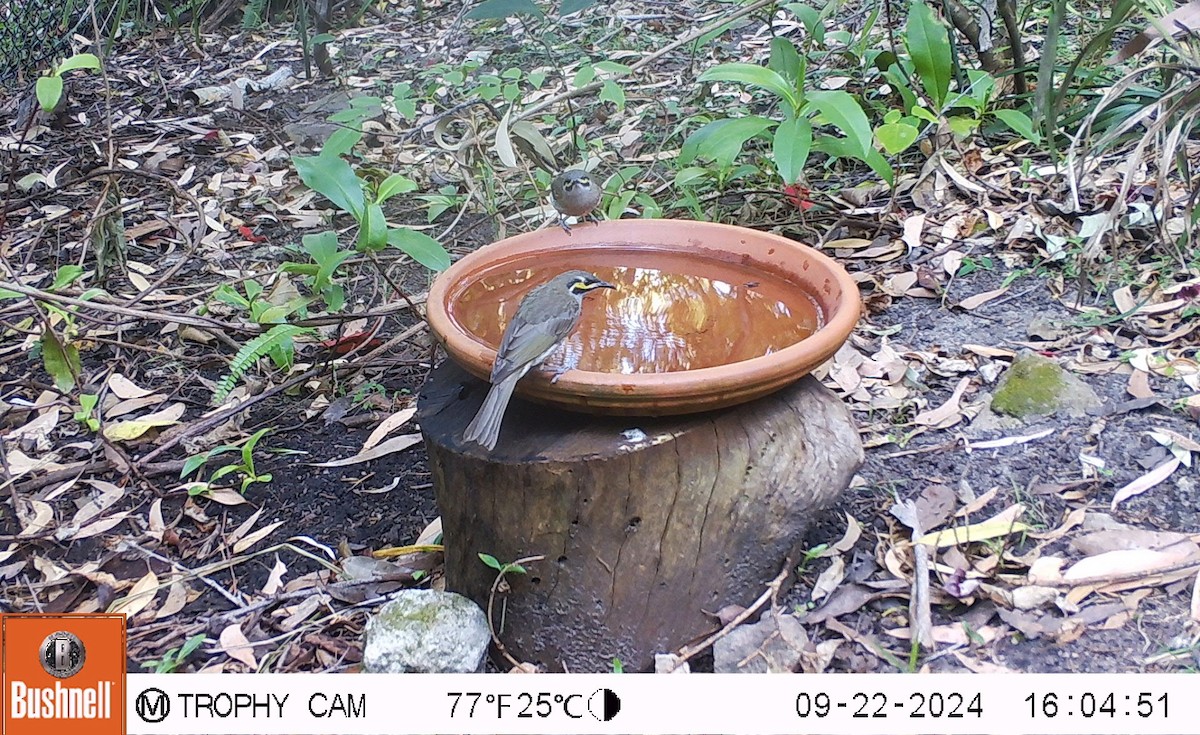 Yellow-faced Honeyeater - ML624106509