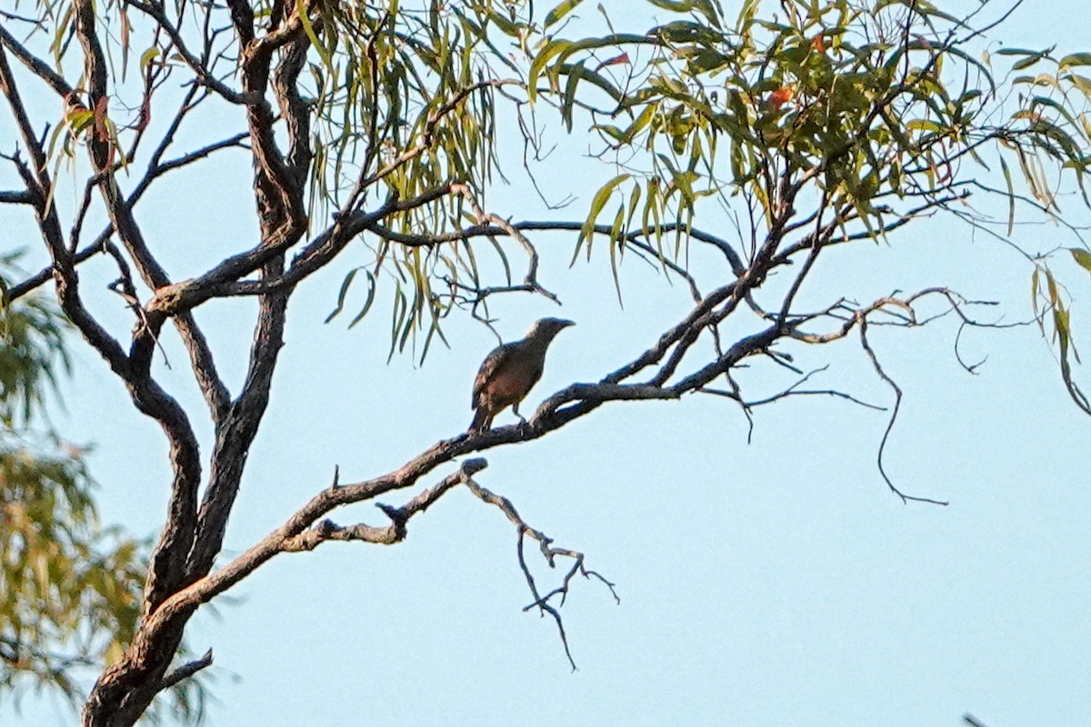 Great Bowerbird - ML624106532