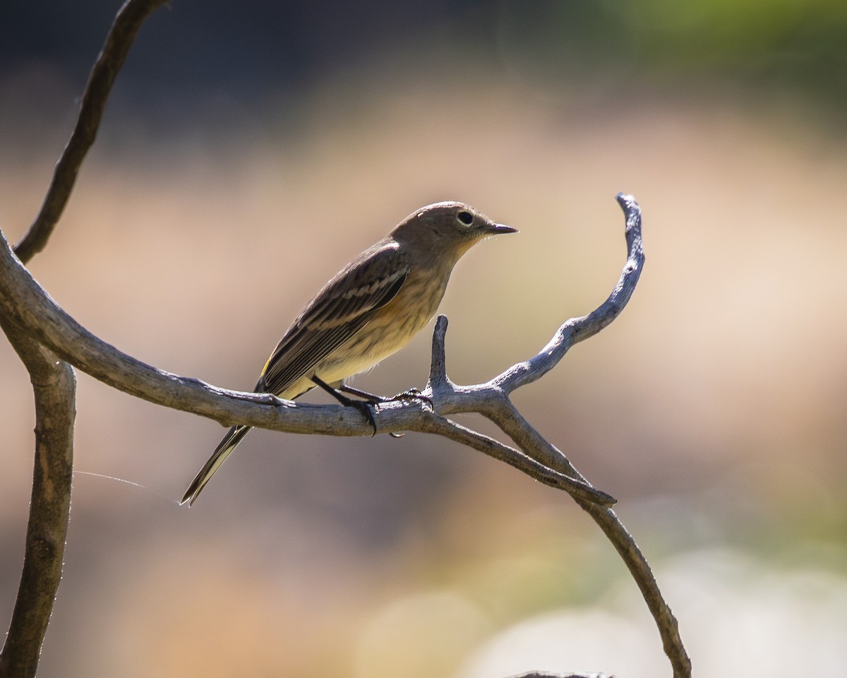 Yellow-rumped Warbler - Alan Taylor