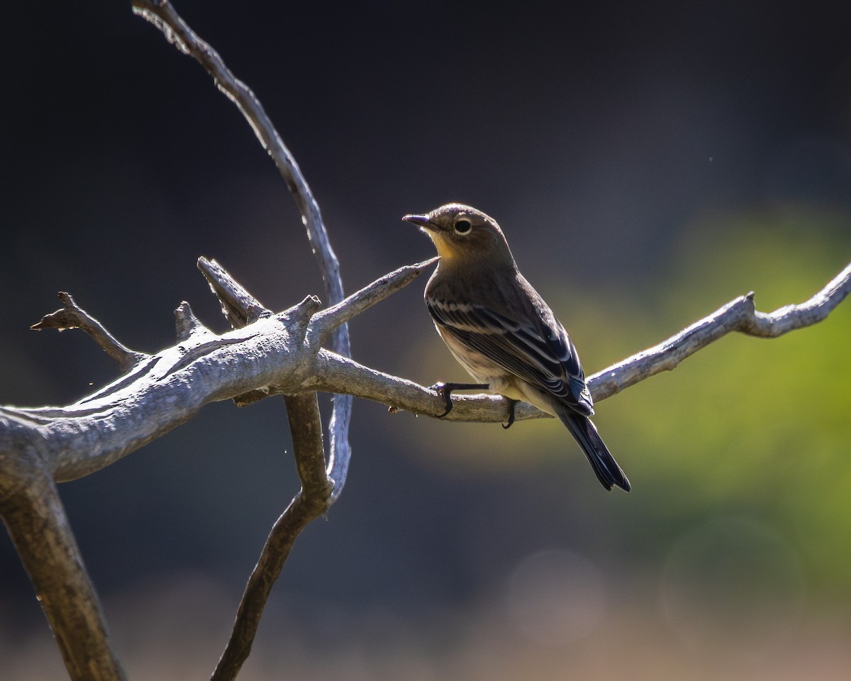 Yellow-rumped Warbler - ML624106564