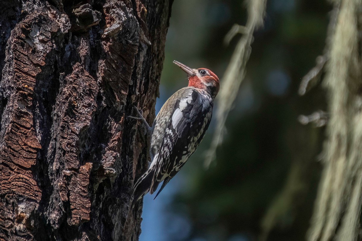 Red-naped x Red-breasted Sapsucker (hybrid) - ML624106572