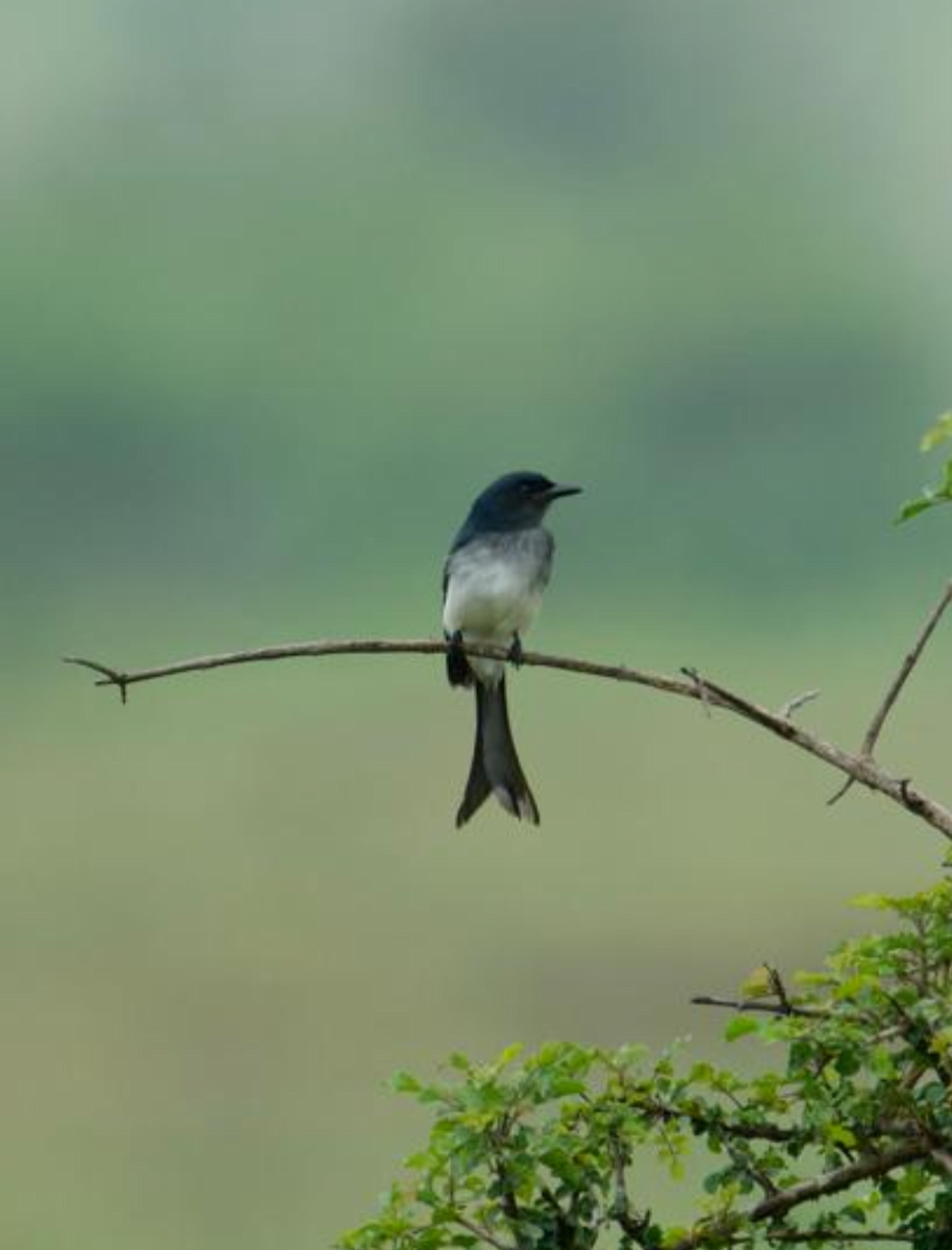 White-bellied Drongo - ML624106574