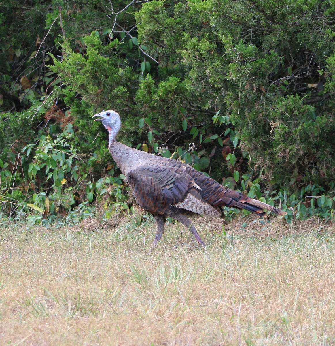 Wild Turkey - Sheila Yoder