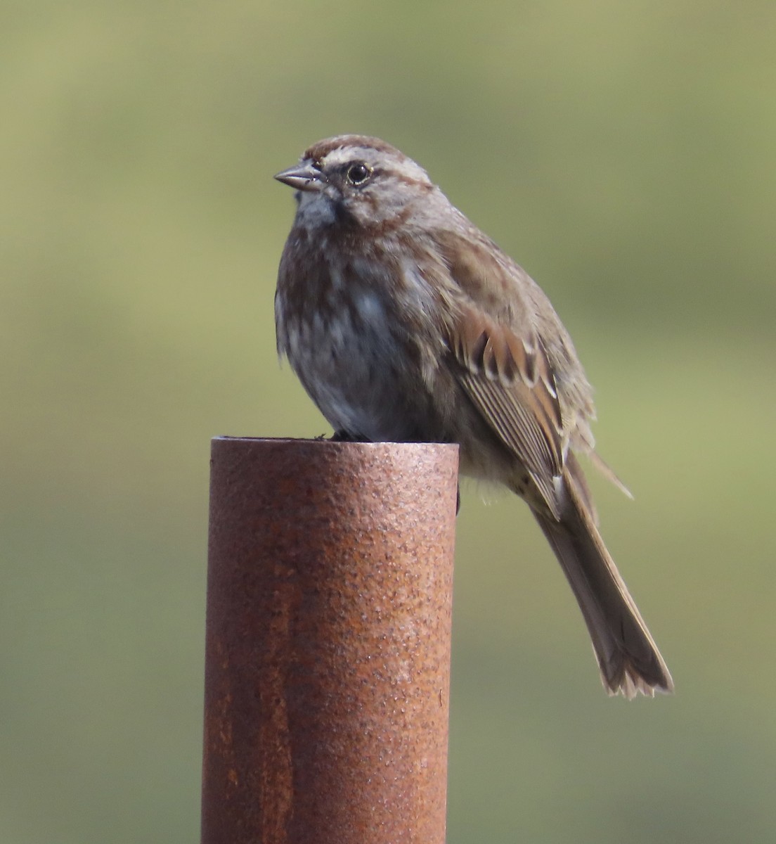 Song Sparrow - ML624106576