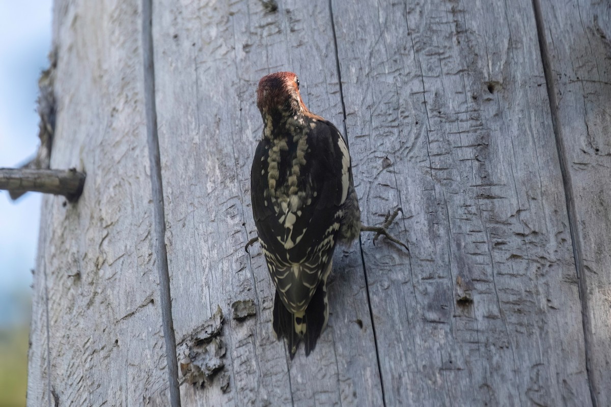 Red-naped x Red-breasted Sapsucker (hybrid) - ML624106578