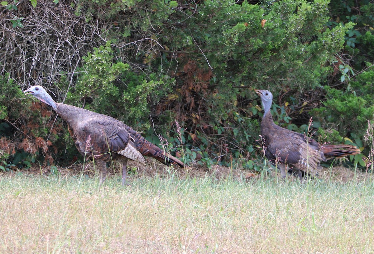 Wild Turkey - ML624106581