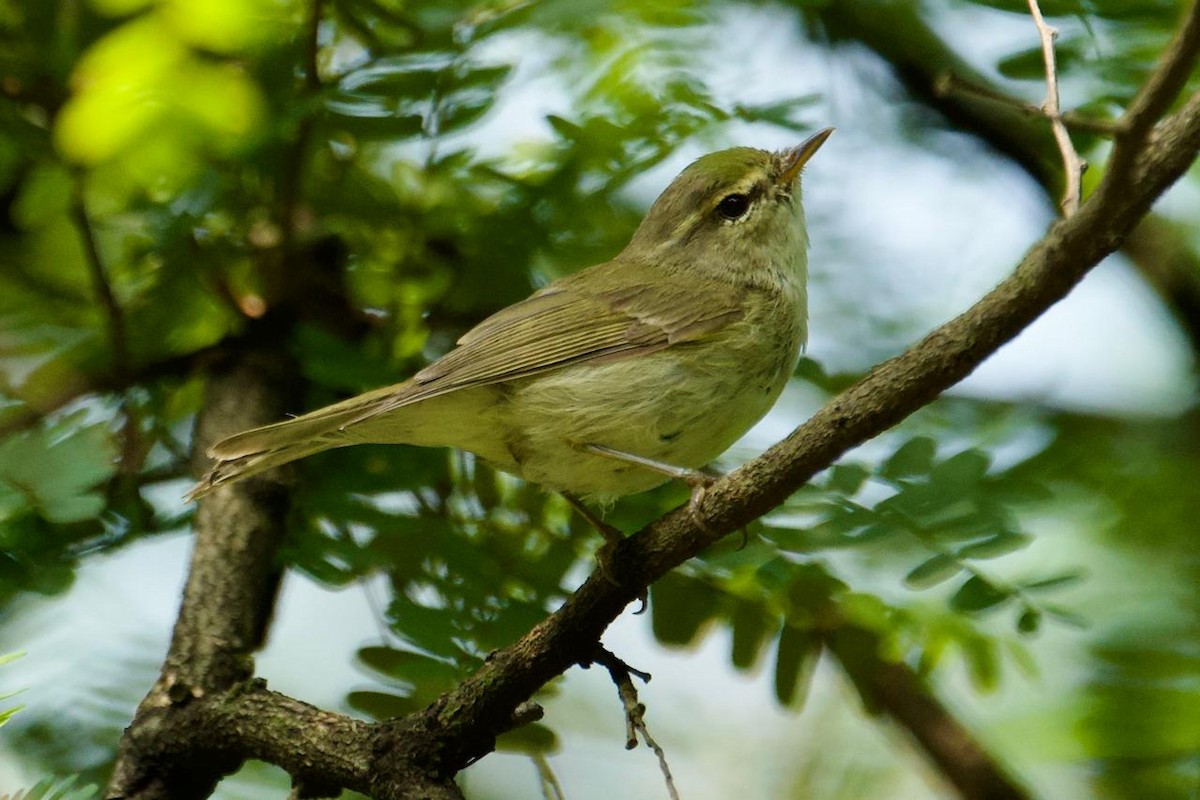 Greenish Warbler - Ramesh E