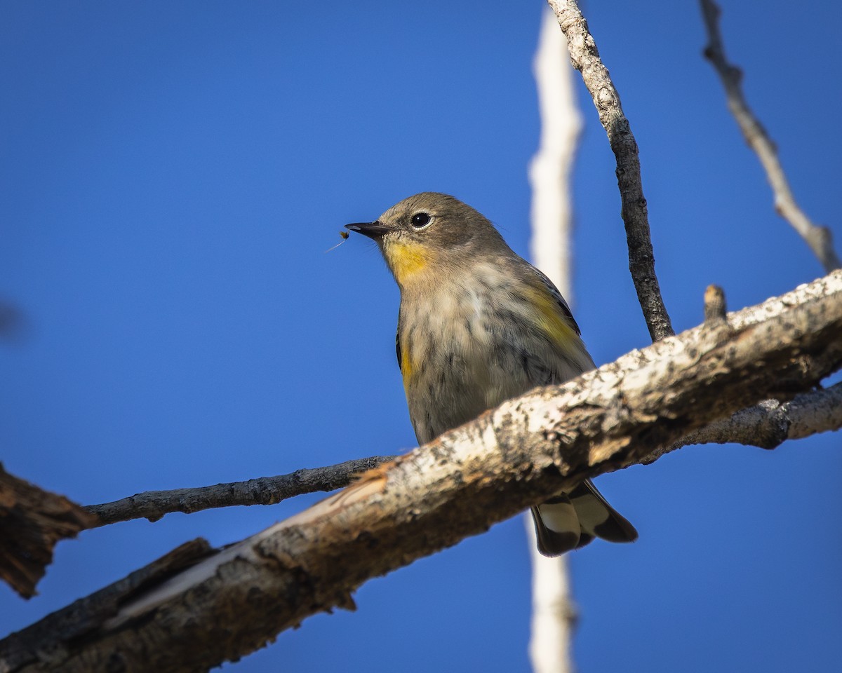 Yellow-rumped Warbler - Alan Taylor