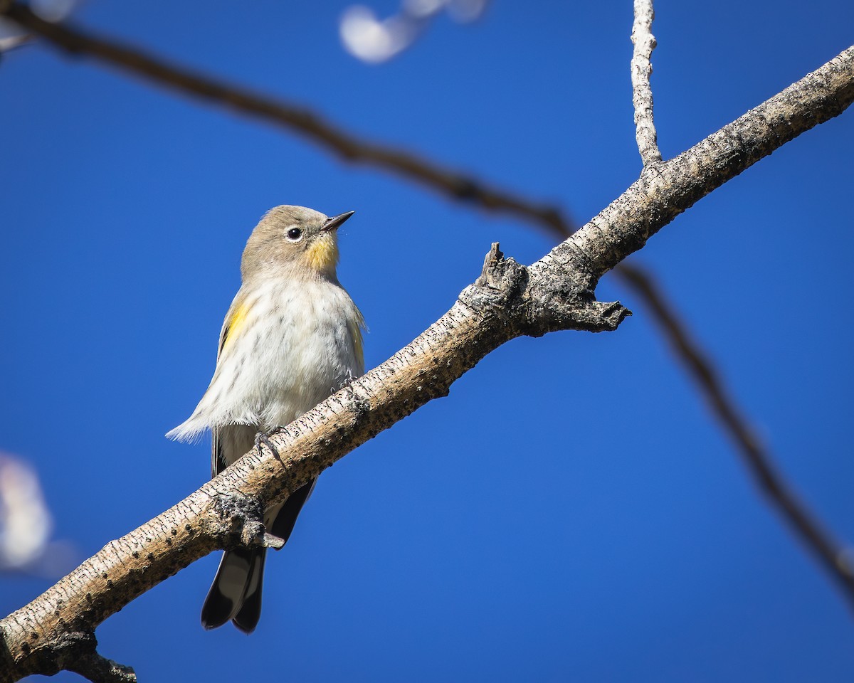 Yellow-rumped Warbler - Alan Taylor