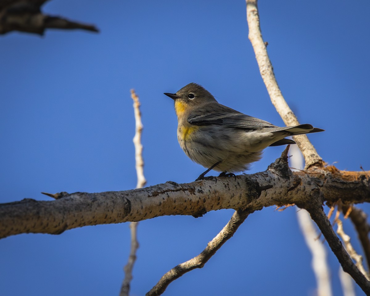 Yellow-rumped Warbler - ML624106591