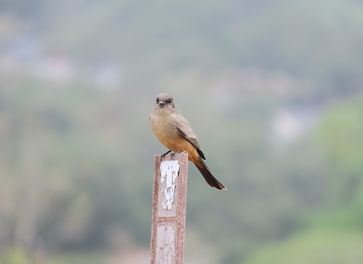 Say's Phoebe - ML624106592