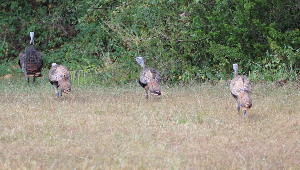 Wild Turkey - Sheila Yoder