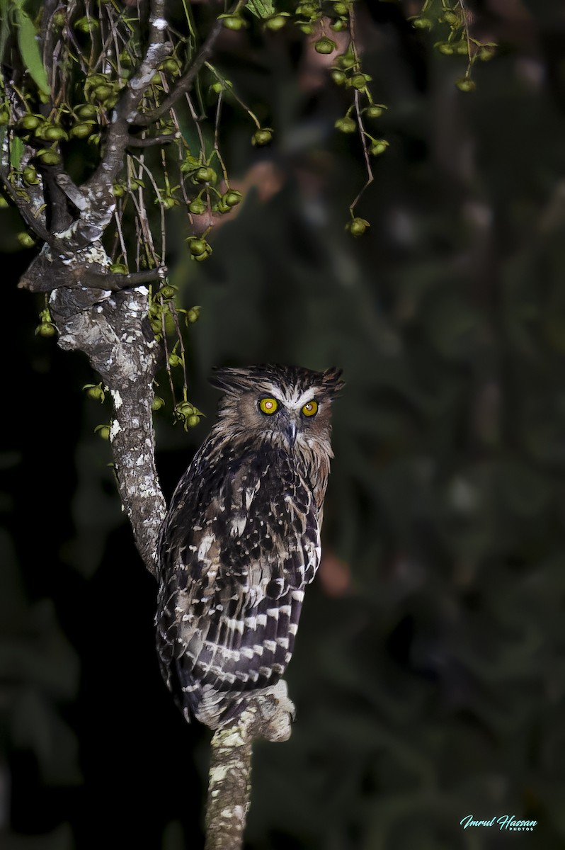 Buffy Fish-Owl - IMRUL HASSAN