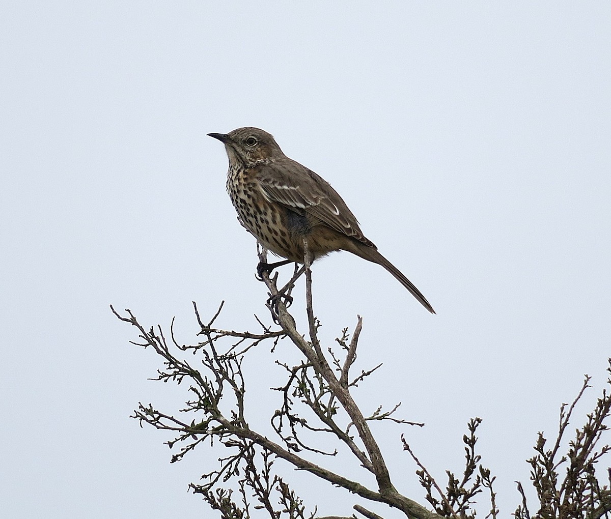 Sage Thrasher - ML624106601