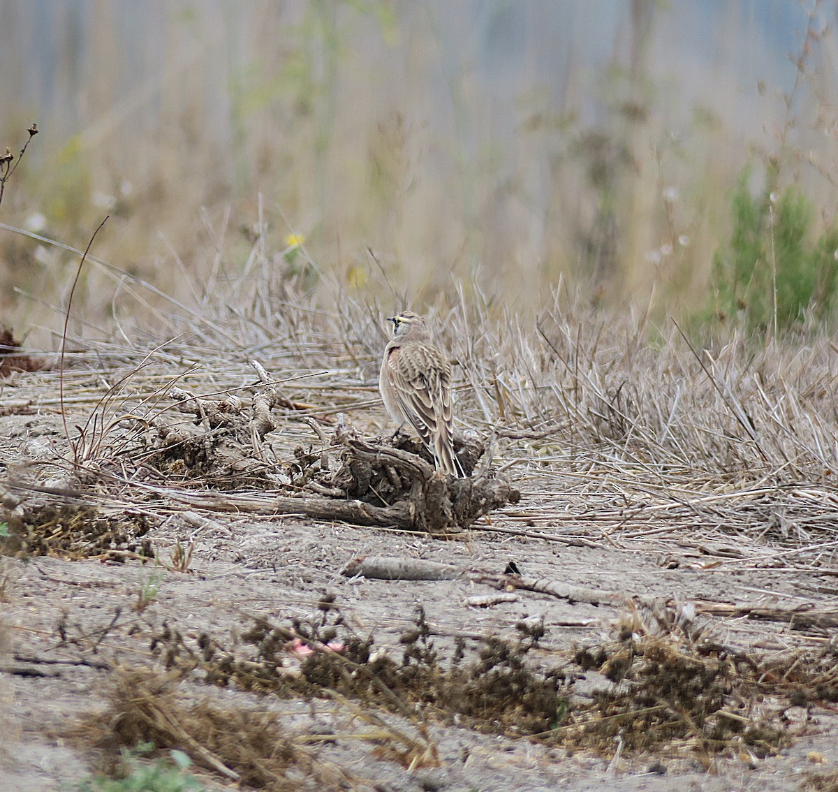 Horned Lark - ML624106616