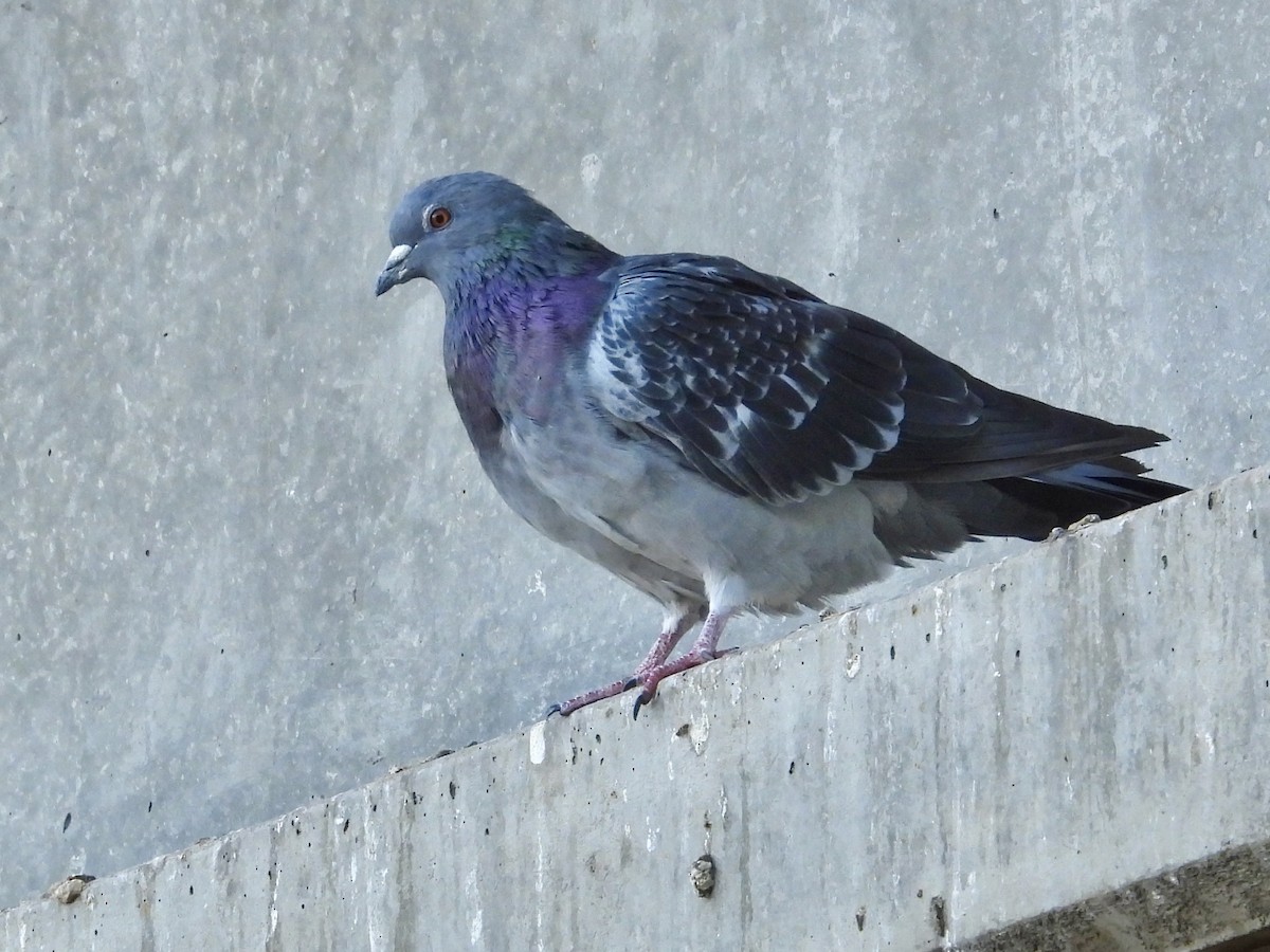 Rock Pigeon (Feral Pigeon) - Lalla Pudewell