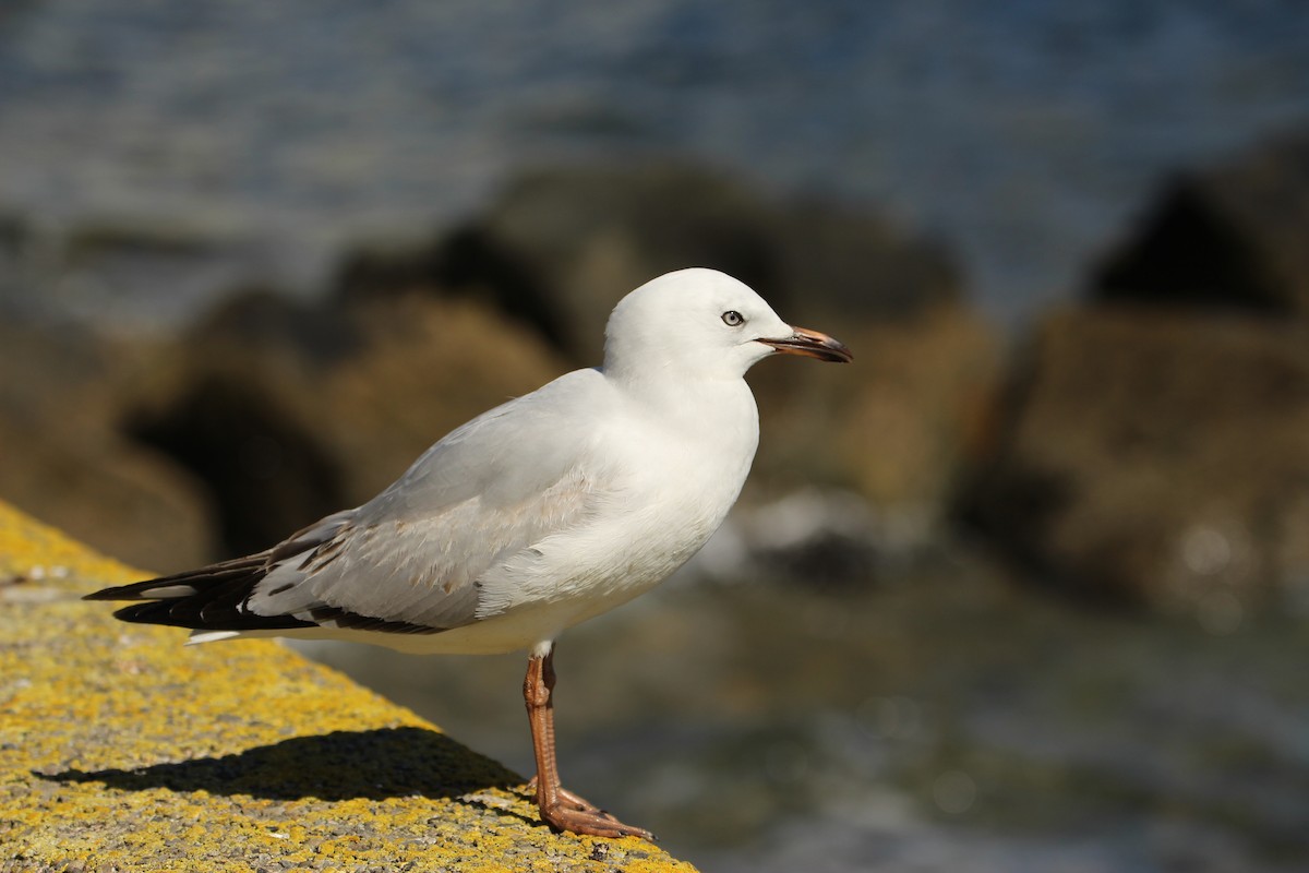 Mouette argentée (scopulinus) - ML624106625