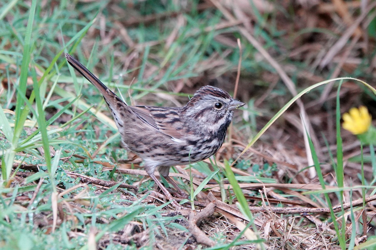 Song Sparrow - ML624106631