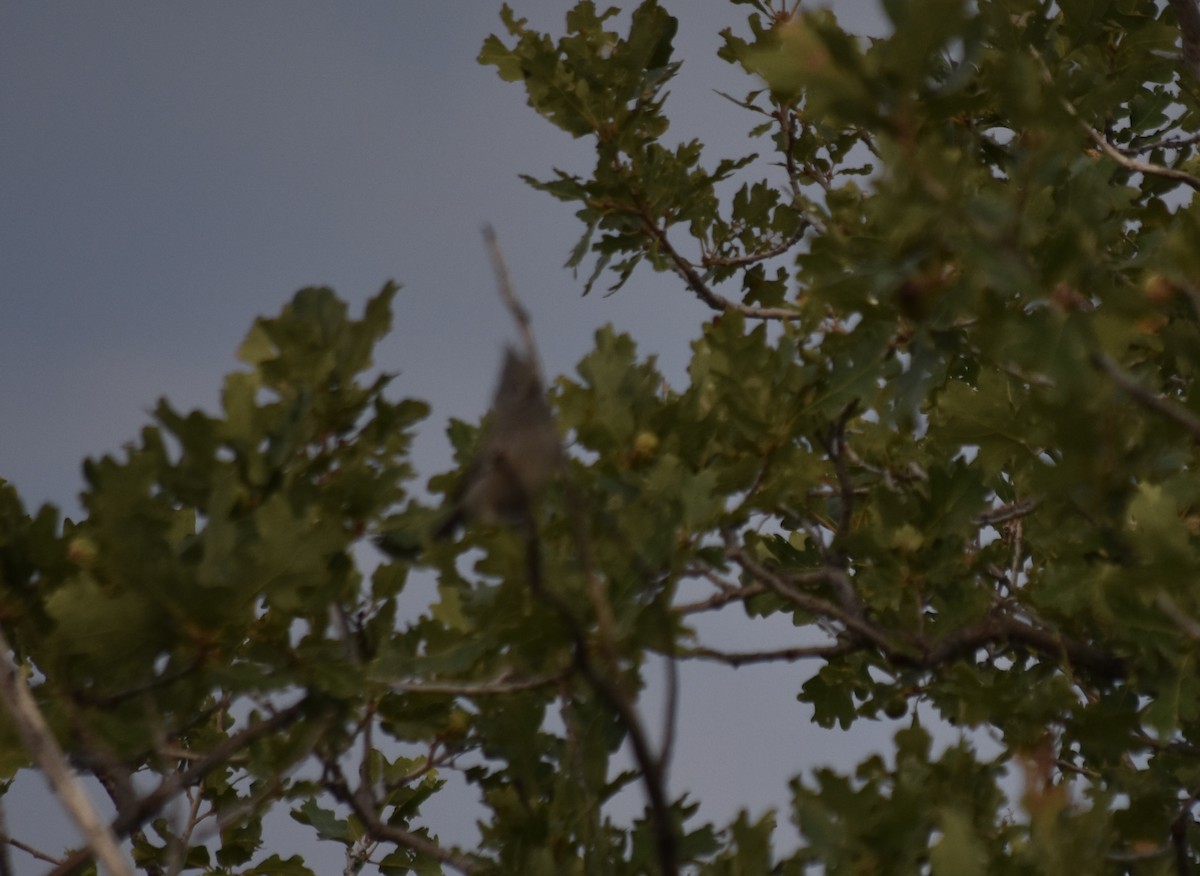 Juniper Titmouse - ML624106638