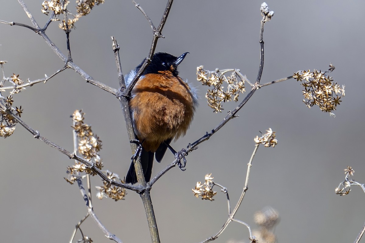 Black-throated Flowerpiercer - ML624106645