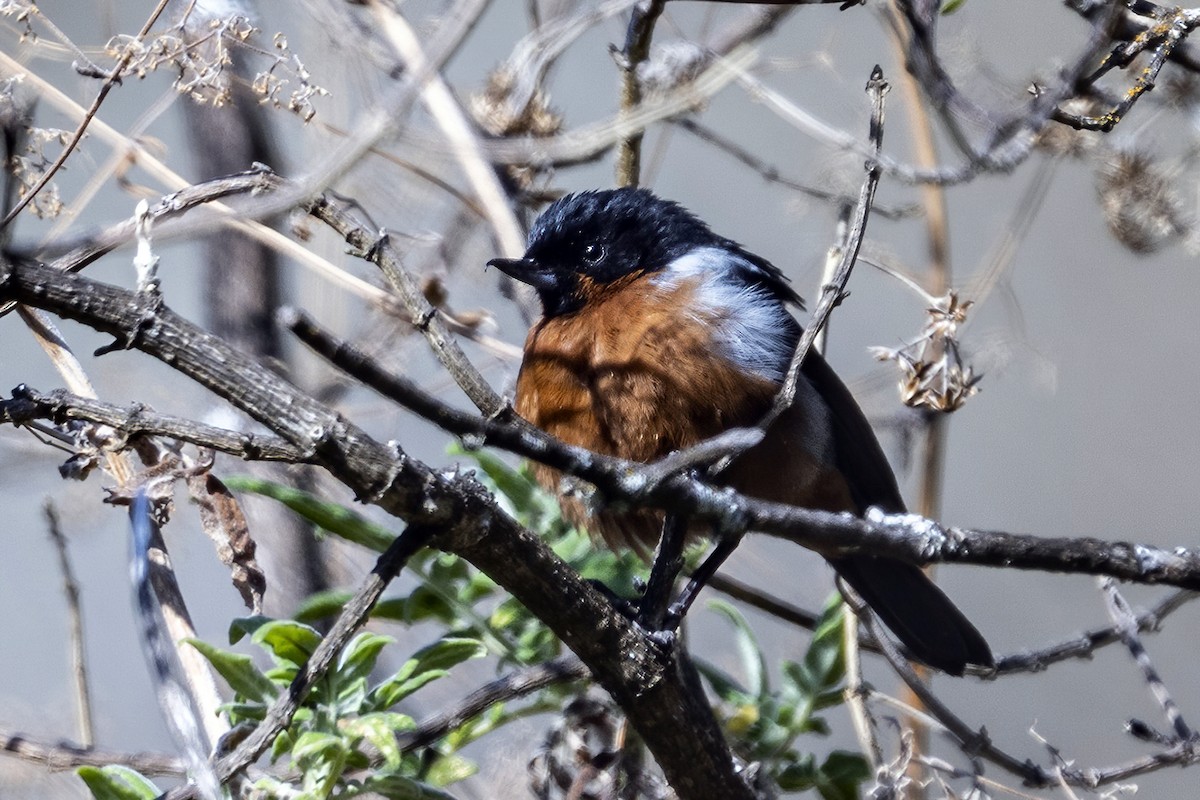 Black-throated Flowerpiercer - ML624106646