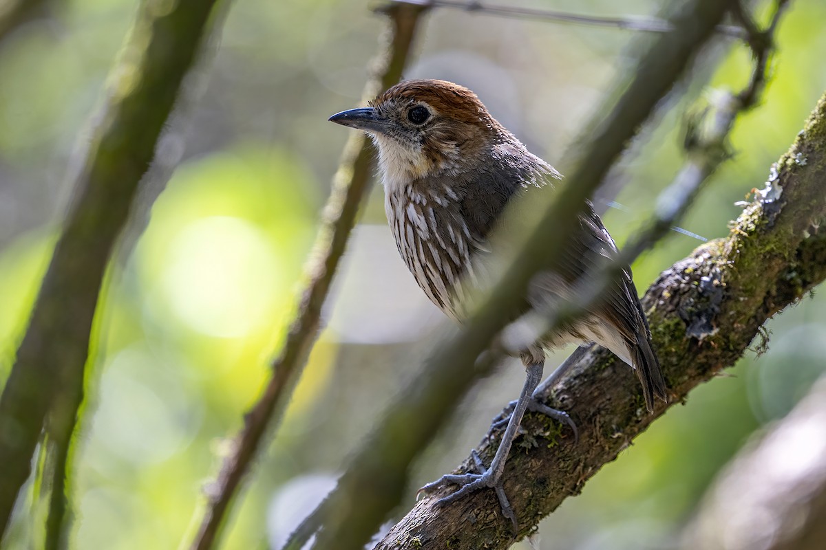 Chestnut-crowned Antpitta - ML624106647