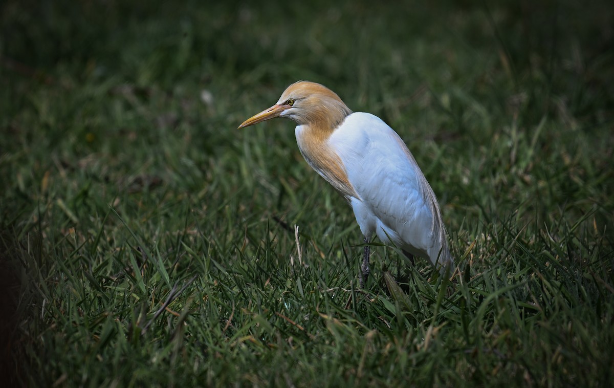 Eastern Cattle-Egret - ML624106683