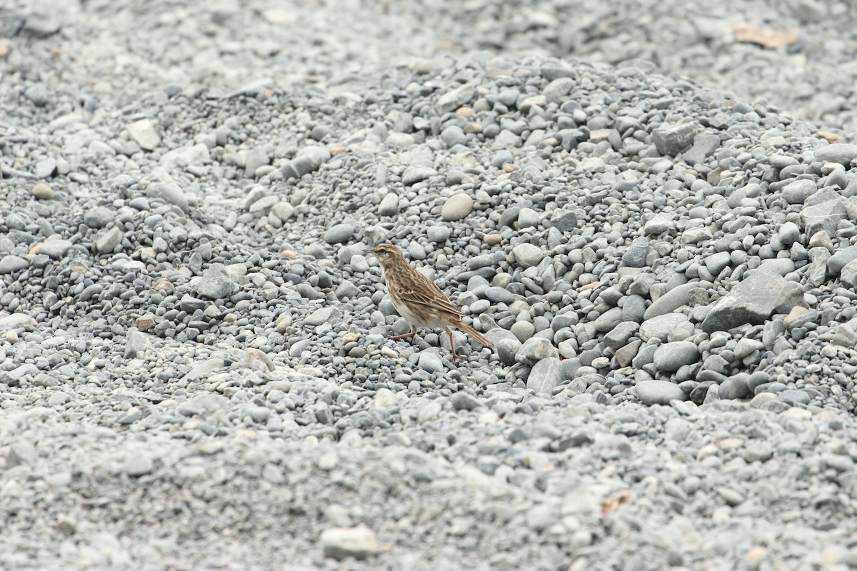 Pipit de Nouvelle-Zélande - ML624106686