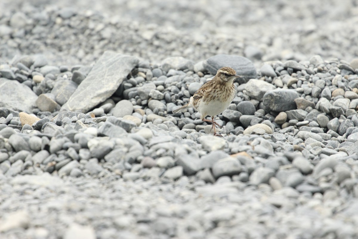 Pipit de Nouvelle-Zélande - ML624106694