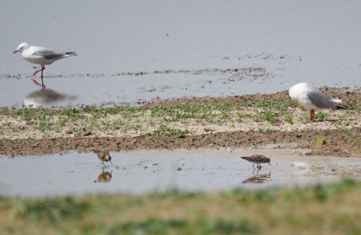 Sharp-tailed Sandpiper - ML624106712