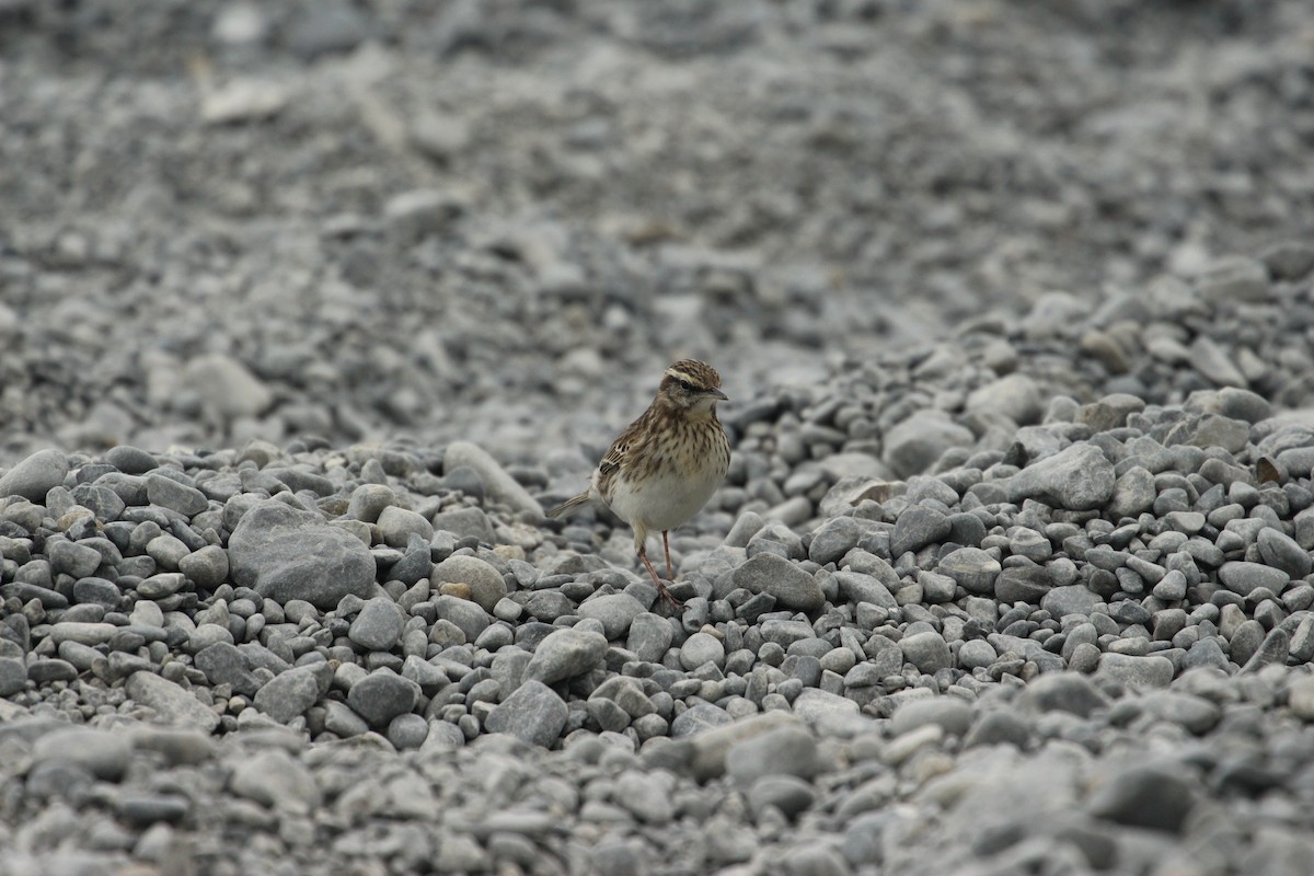 Pipit de Nouvelle-Zélande - ML624106719