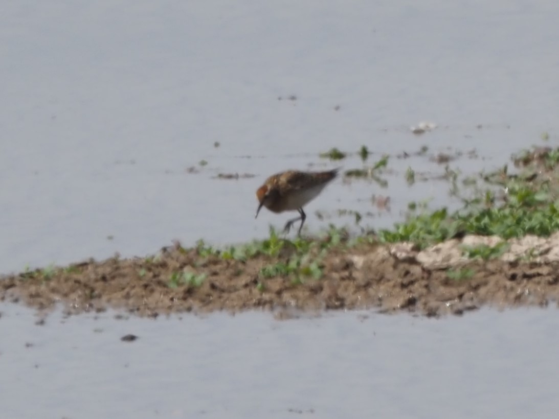 Sharp-tailed Sandpiper - ML624106721