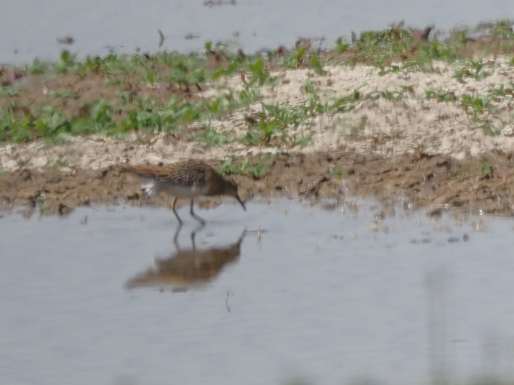 Sharp-tailed Sandpiper - ML624106722