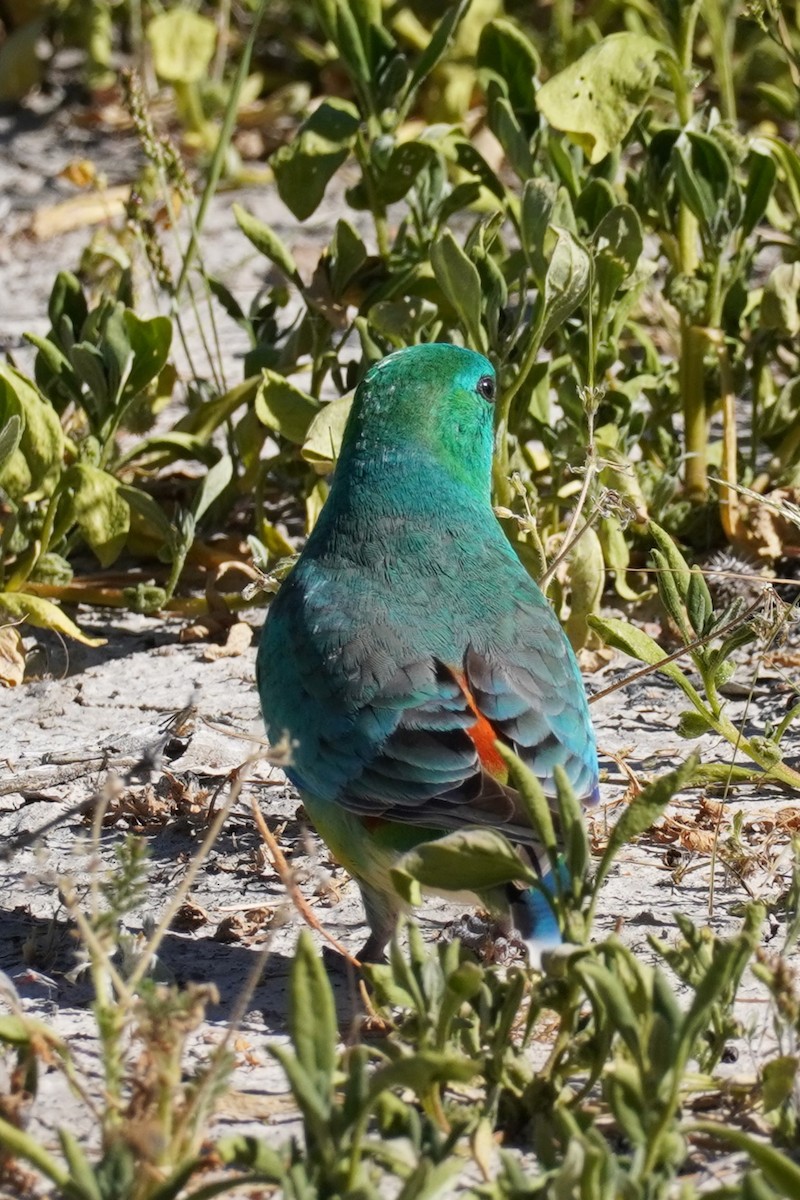 Red-rumped Parrot - ML624106750