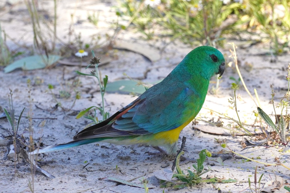 Red-rumped Parrot - ML624106751