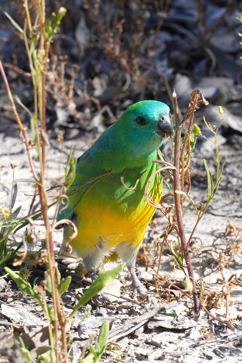 Red-rumped Parrot - ML624106752