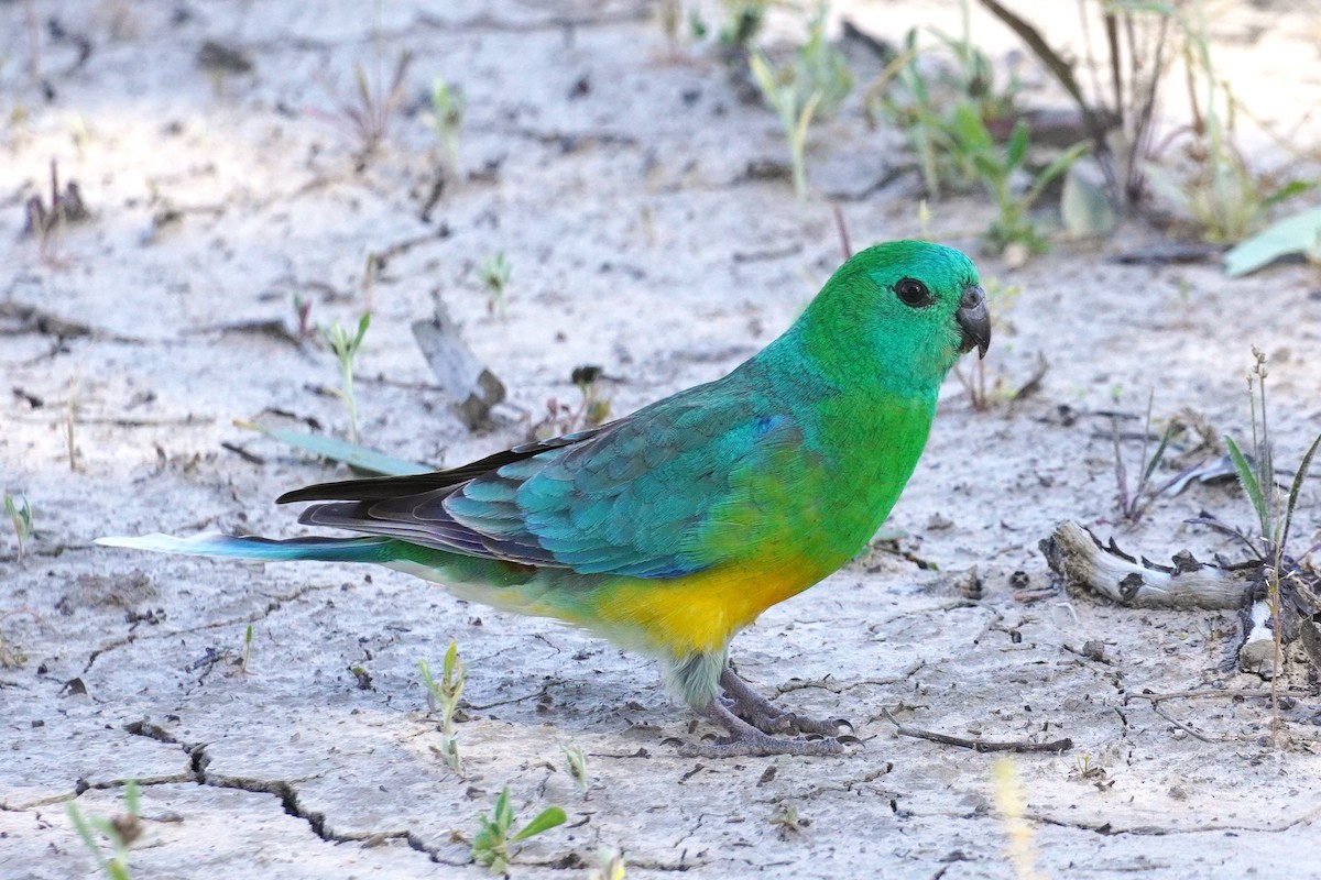 Red-rumped Parrot - ML624106753