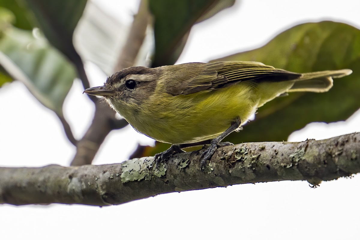 Brown-capped Vireo - ML624106755