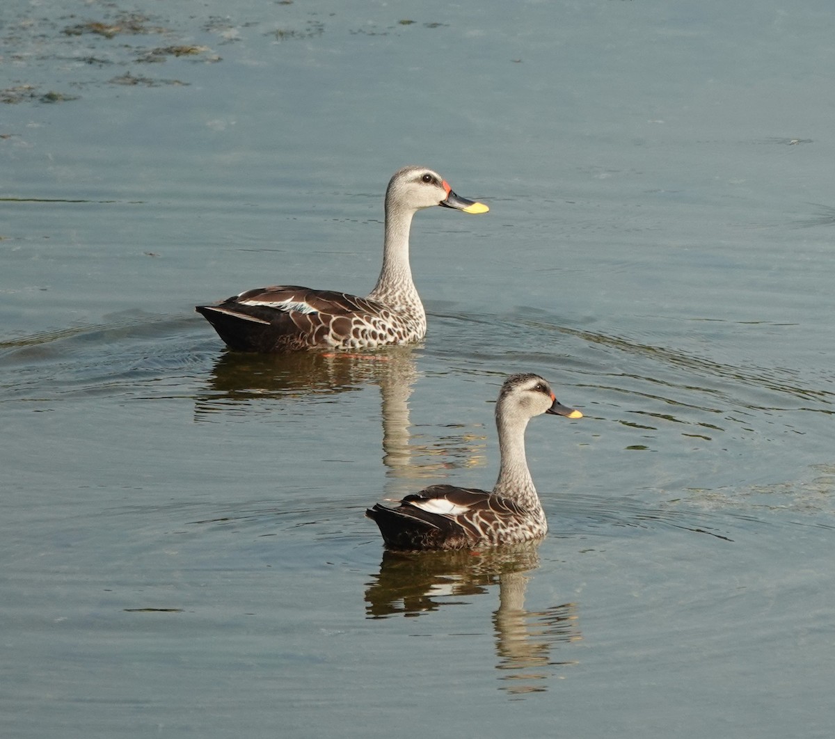 Indian Spot-billed Duck - ML624106757